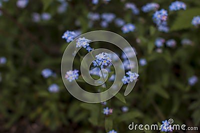 Forget, flowers, spring, flower, background, blue, nots, nature, meadow, beauty, green, color, summer, closeup, natural, plant, fl Stock Photo