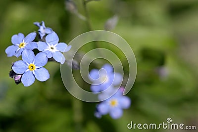 Forget-me-not Stock Photo