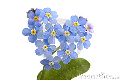 Forget me not.. Stock Photo