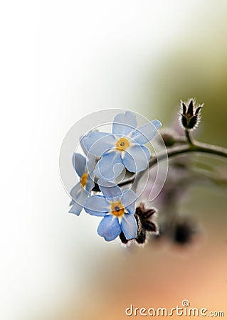 Forget-me-not Stock Photo