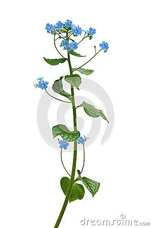 Forget me not Stock Photo