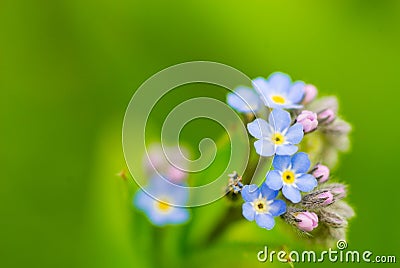Forget-me-not Stock Photo