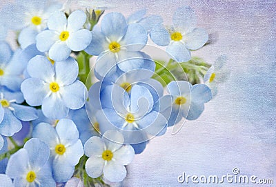 Forget me not Stock Photo