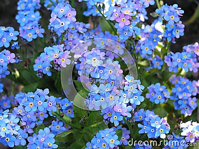 Forget me not Stock Photo