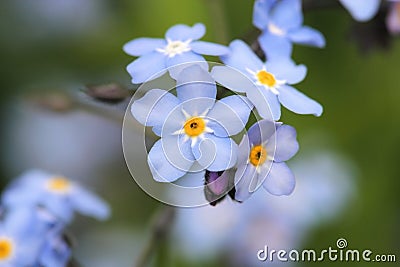 Forget me not Stock Photo