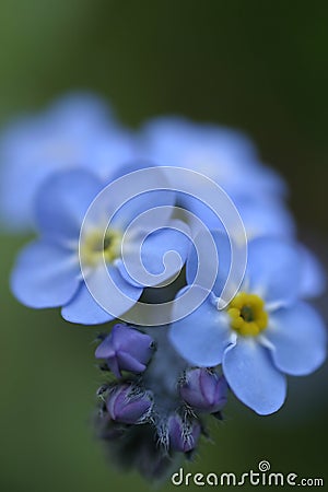 Forget-Me-Not 3 Stock Photo