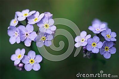 Forget-me-not Stock Photo