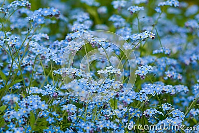 Forget-me-not. Stock Photo