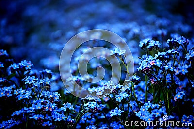 Forget-me-not Stock Photo