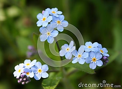 Forget Me Not Stock Photo