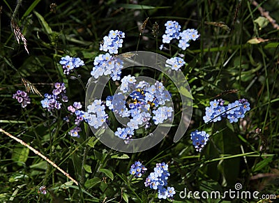 Forget Me Not Stock Photo