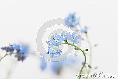 Forget-me-not, blue blossoms Stock Photo