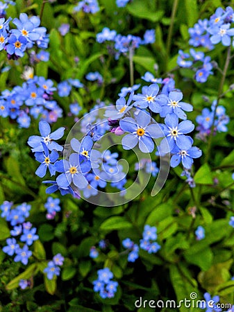 Forget-me-not, blue flower a nature sign Stock Photo