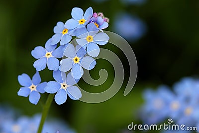 Forget-me-not Stock Photo