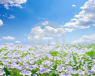 Forget-me-not field Stock Photo