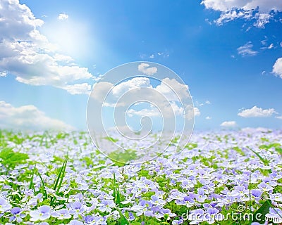 Forget-me-not field Stock Photo