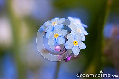Forget-me-not flower Stock Photo