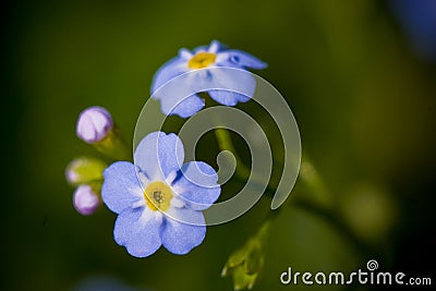 Forget me not flower Stock Photo