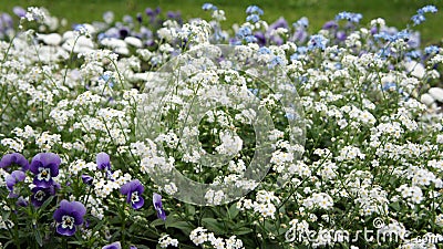 Forget-me-not flower, blue and white. pansy flower purple. Stock Photo