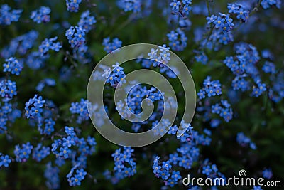 Forget-me-not flower in the spring. Myosotis plant grown in a bouquet in the wild plain Stock Photo