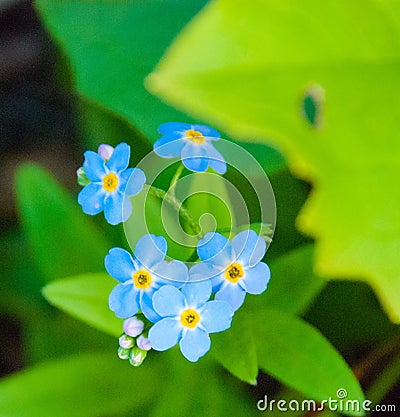 Forget Me Not Flowers Stock Photo