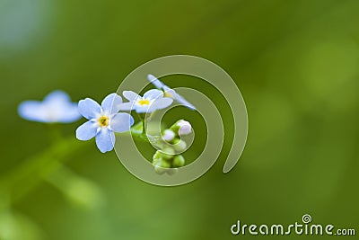 Forget-me-not flowers Stock Photo