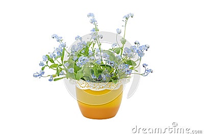 Forget-me-not Flowers Stock Photo