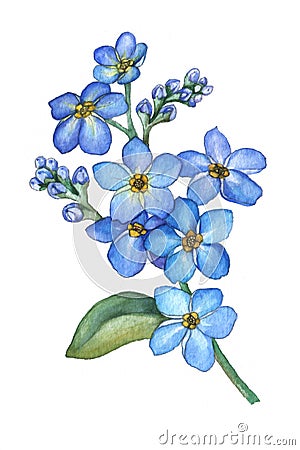 Forget-me-not flowers bouquet Cartoon Illustration