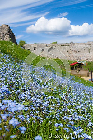 Forget-me-not flowers field in park Stock Photo