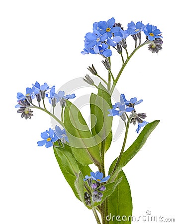 Forget me not Flowers Stock Photo