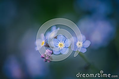 Forget me not flowers or Myosotis alpestris Stock Photo