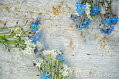Forget me not flowers Stock Photo