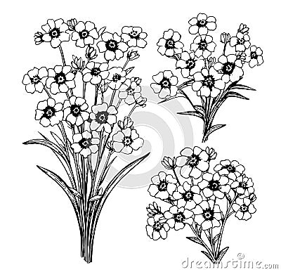 Forget-me-not flowers vector illustration isolated on white background Cartoon Illustration
