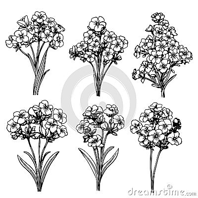 Forget-me-not flowers vector Vector Illustration