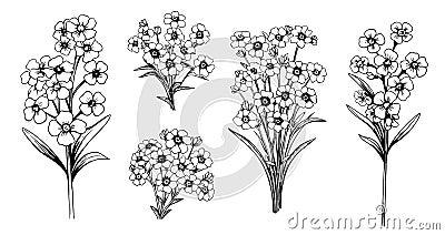 Forget-me-not flowers vector illustration Vector Illustration