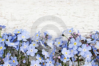 Forget-me-not flowers on wooden background Stock Photo