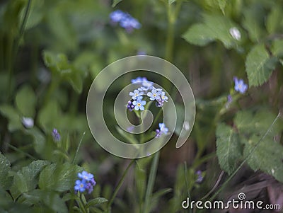 Forget me not in the grass Stock Photo