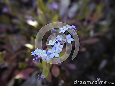 Forget-me-not in a Lancashire Garden Stock Photo