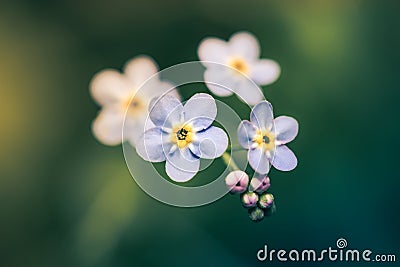 Forget-me-not my love. Stock Photo