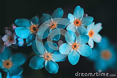 Forget-me-not, myosotis on a black background. Beautiful bright blue flowers with a yellow middle close-up. Macro, top Stock Photo