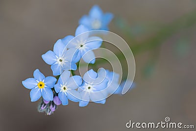 Forget-me-not, myosotis, blue flowers and buds Stock Photo