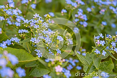 Forget-me-not. Myosotis blue flowers Stock Photo