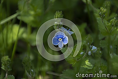 Forget-Me-Not. Myosotis flowering plants, Boraginaceae, Blue flower in nature. Stock Photo