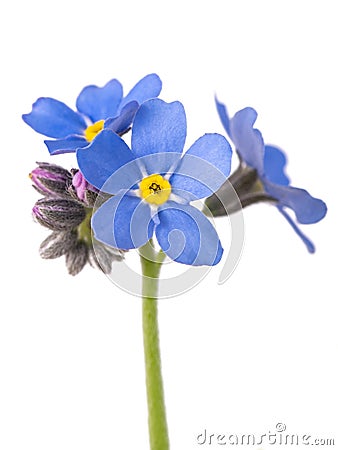 Forget me not Stock Photo