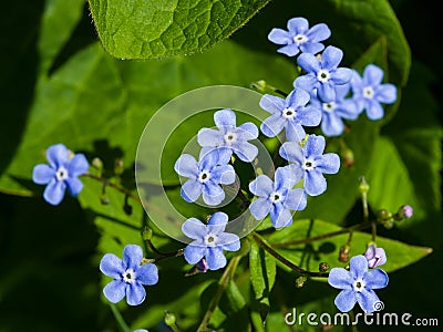 Forget me not, Myosotis, small flowers macro, selective focus, shallow DOF Stock Photo