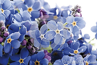 Forget-me-not (Myosotis sylvatica) Stock Photo