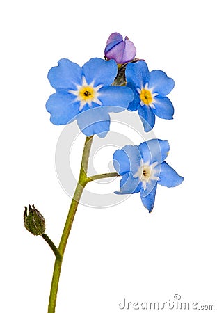 Forget-me-not single flower on white Stock Photo