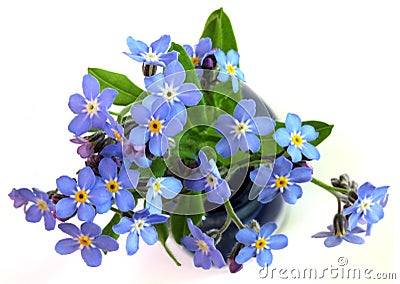 Forget-Me-Nots Stock Photo