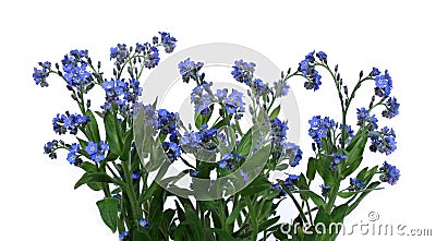 Forget-me-nots Stock Photo