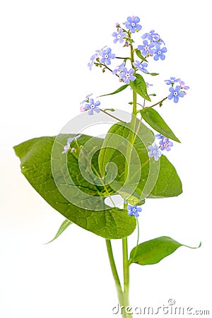 Forget-me-nots Stock Photo